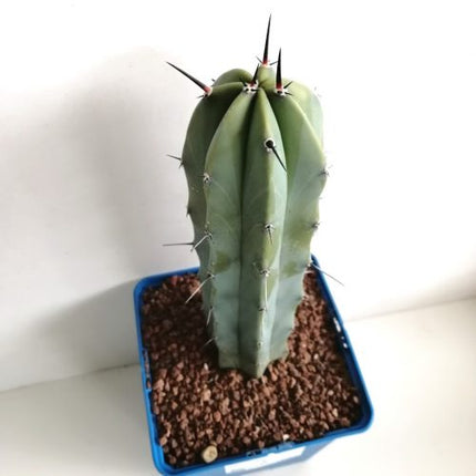 Myrtillocactus geometrizans