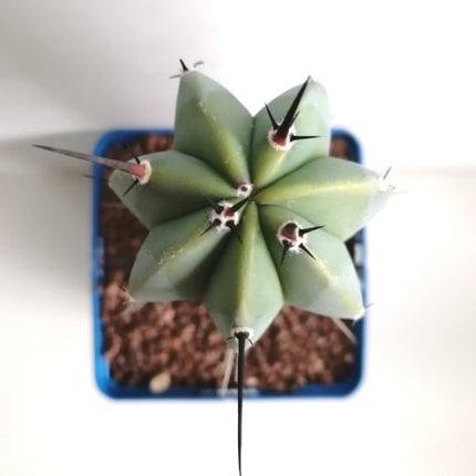 Myrtillocactus geometrizans