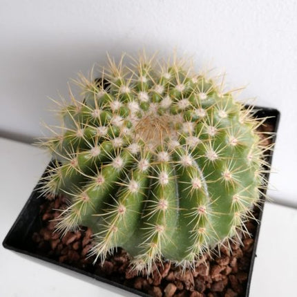 Notocactus horstii