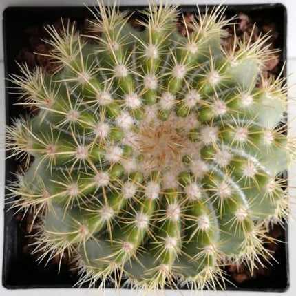 Notocactus horstii