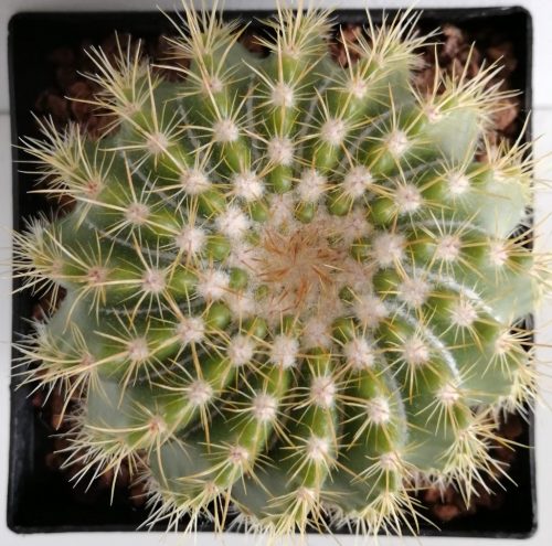 Notocactus horstii
