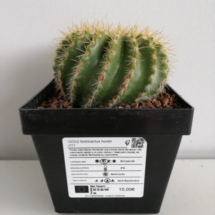 Notocactus horstii
