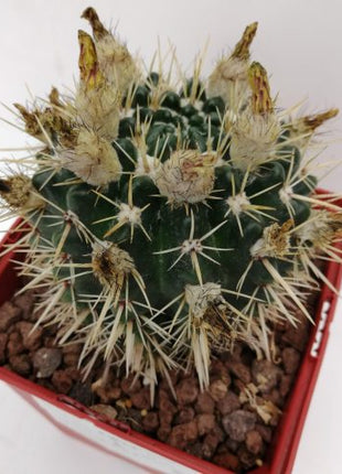 Notocactus mammulosus (submammulosus)