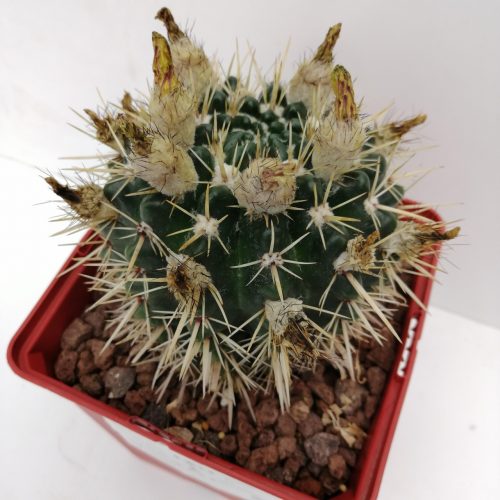 Notocactus mammulosus (submammulosus)