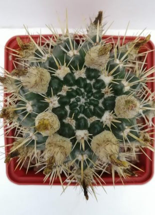 Notocactus mammulosus (submammulosus)