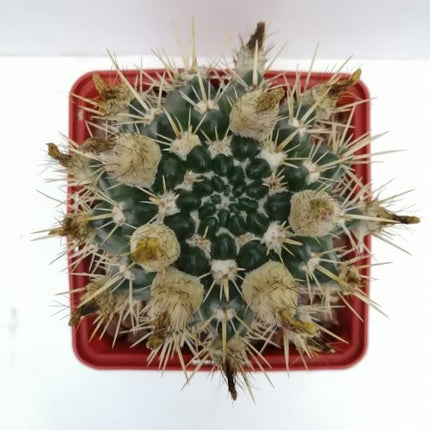 Notocactus mammulosus (submammulosus)