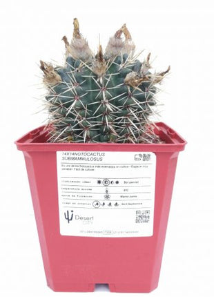 Notocactus mammulosus (submammulosus)