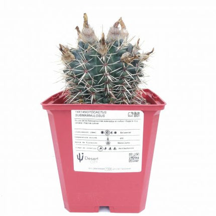 Notocactus mammulosus (submammulosus)