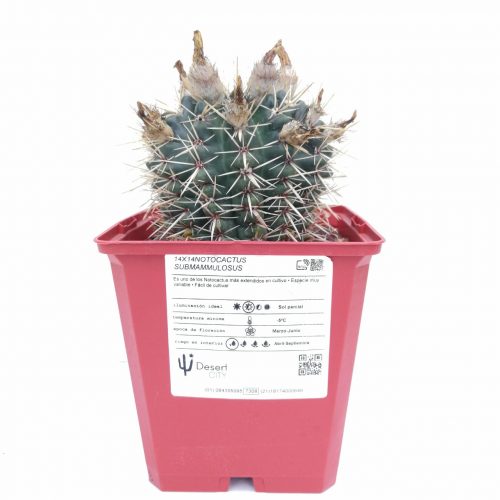 Notocactus mammulosus (submammulosus)