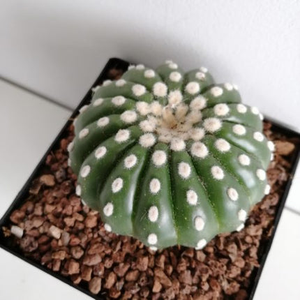 Notocactus uebelmaniannus var. inermis