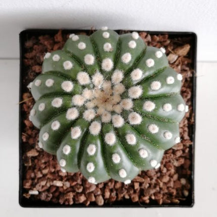 Notocactus uebelmaniannus var. inermis