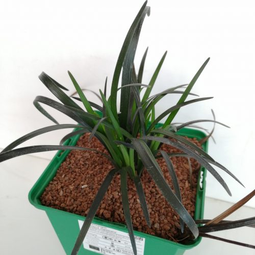 Ophiopogon planiscapus 'Nigrescens'