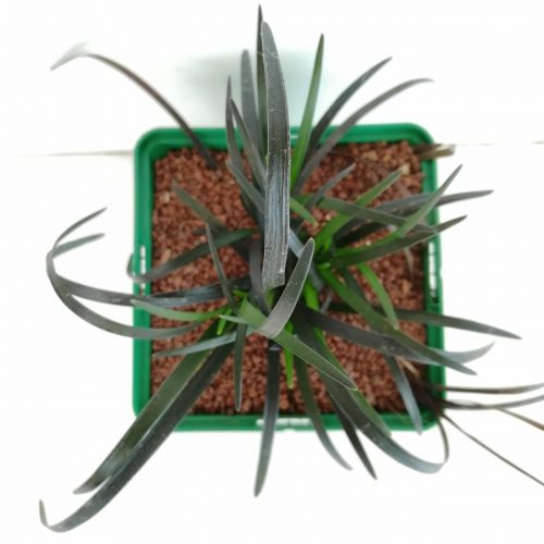 Ophiopogon planiscapus 'Nigrescens'