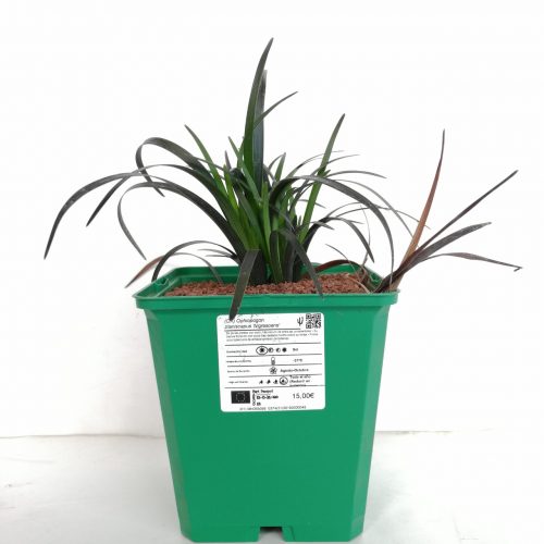 Ophiopogon planiscapus 'Nigrescens'