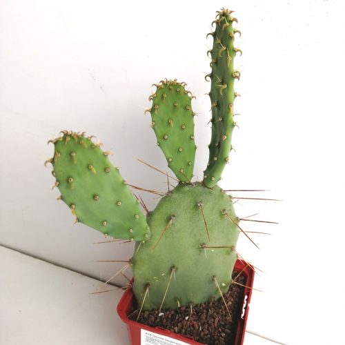 Opuntia bergeriana „S“