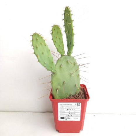 Opuntia bergeriana "S"