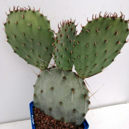 Opuntia macrocentra "Marie"