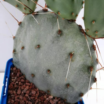 Opuntia macrocentra "Marie"