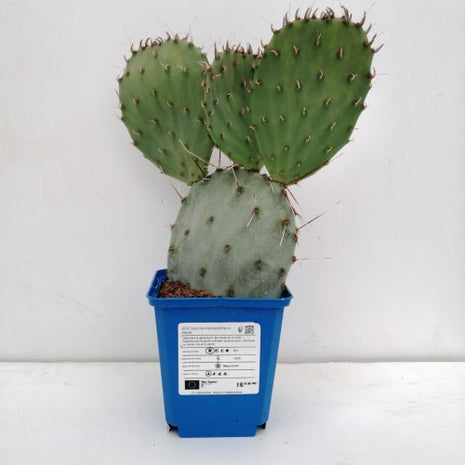 Opuntia macrocentra "Marie"