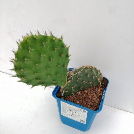 Opuntia macrorhiza cv. Susanne