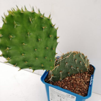 Opuntia macrorhiza cv. Susanne