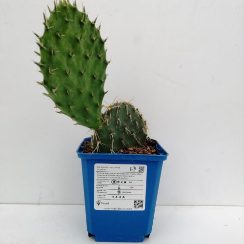 Opuntia Macrorhiza cv. Susanne