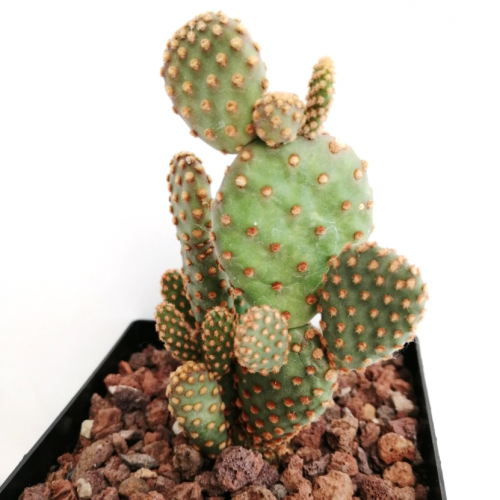 Opuntia microdasys globosa