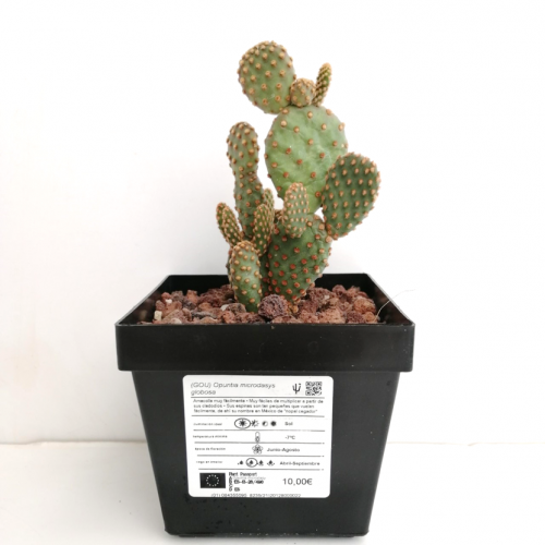 Opuntia microdasys globosa