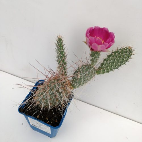 Opuntia polyacantha