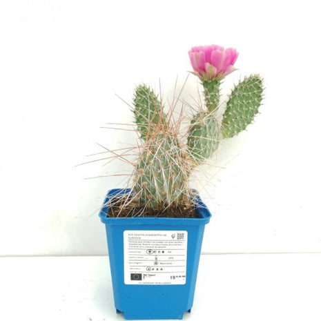 Opuntia polyacantha
