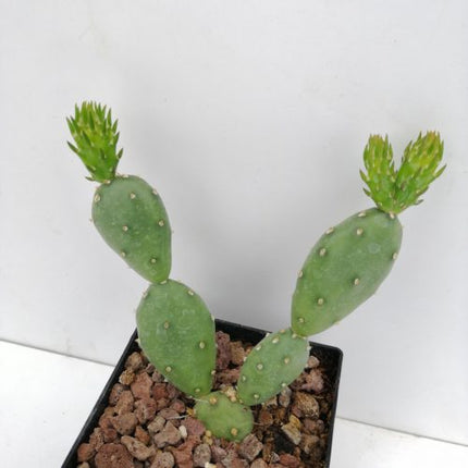Opuntia pusilla