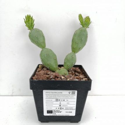 Opuntia pusilla