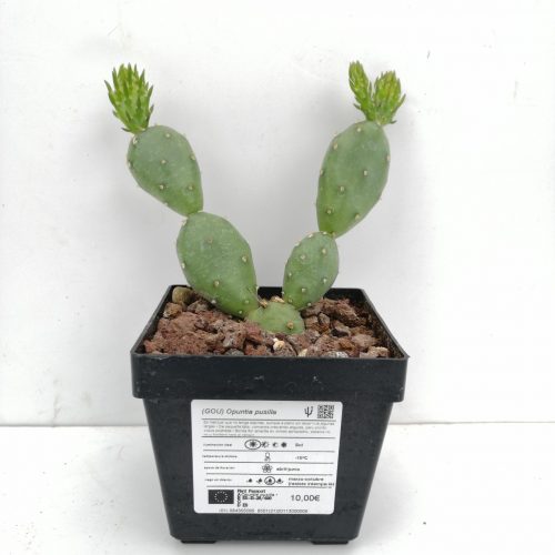 Opuntia pusilla