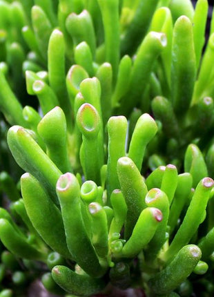 Crassula ovata "hobbit" (Orejas de Shrek)