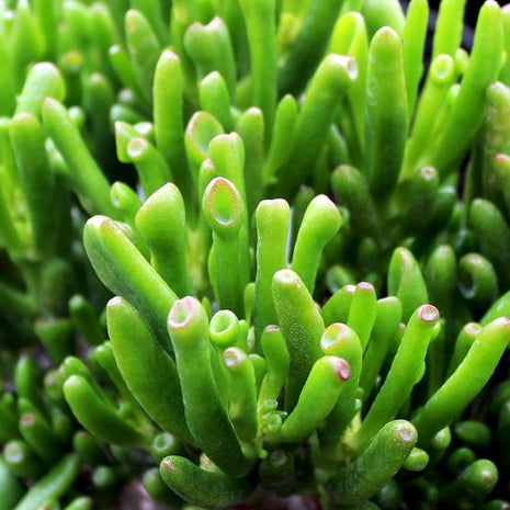 Crassula ovata "hobbit" (Orejas de Shrek)