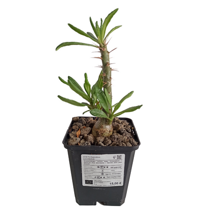 Pachypodium succulentum