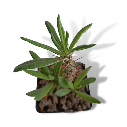 Pachypodium succulentum