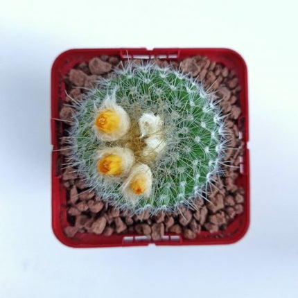 Chrysacanthion parody