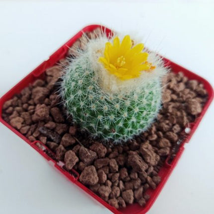 Chrysacanthion parody