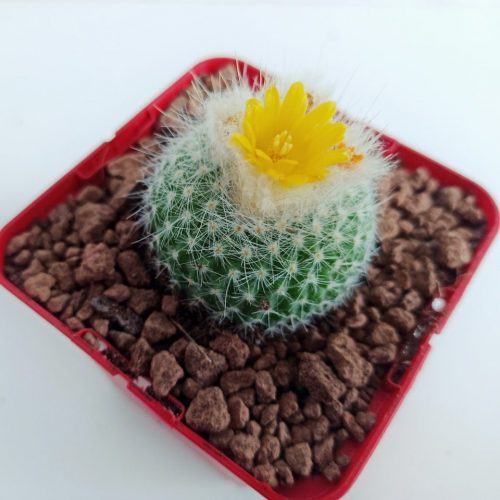 Chrysacanthion parody