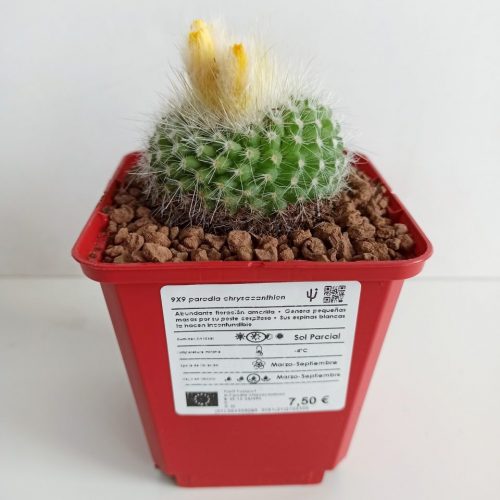 Chrysacanthion parody