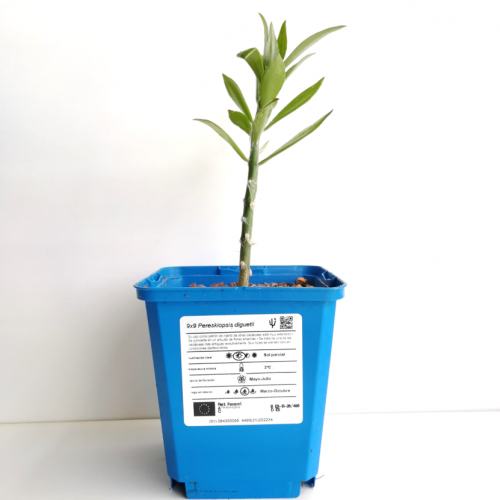 Pereskiopsis diguetii