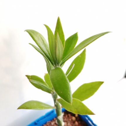 Pereskiopsis diguetii