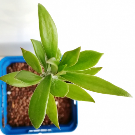 Pereskiopsis diguetii