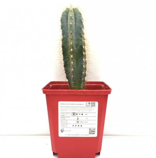Pilosocereus pachycladus (azureus) 'S' 'M' 'L' y 'XL' - DesertSTORE.es
