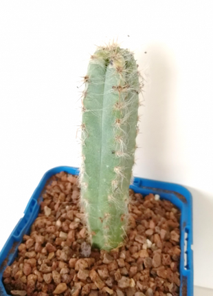 Pilosocereus leucocephalus