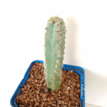 Pilosocereus leucocephalus