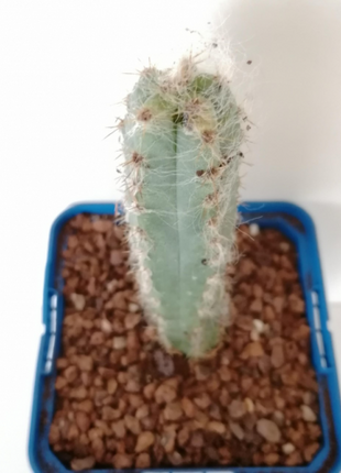 Pilosocereus leucocephalus