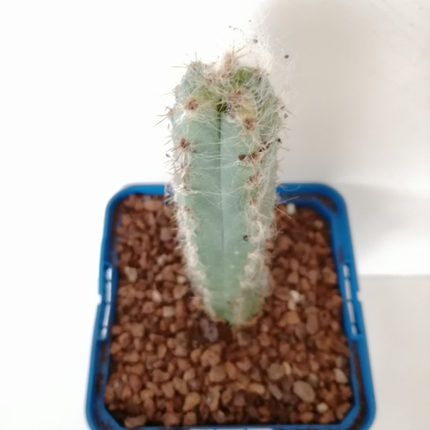 Pilosocereus leucocephalus