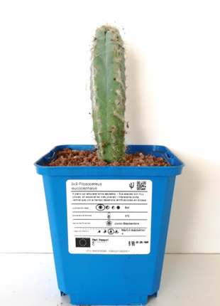 Pilosocereus leucocephalus
